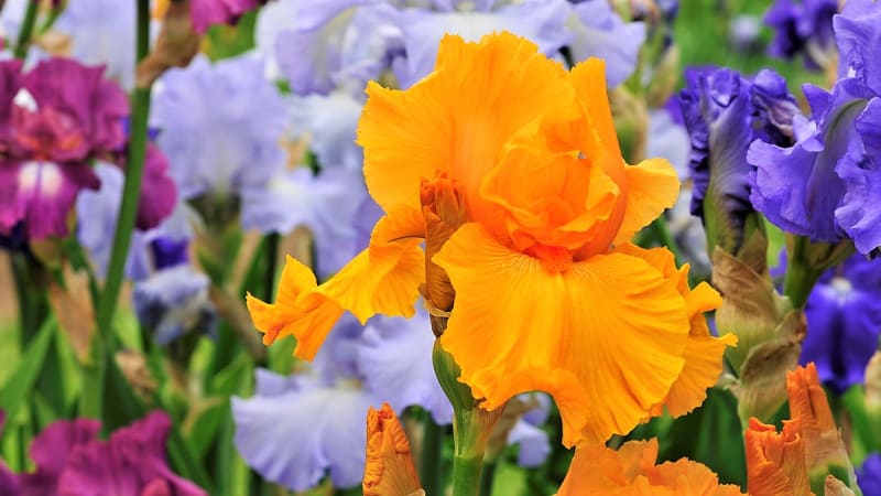 Zahradní kosatce jsou oblíbené trvalky, proslulé svou rozmanitostí a především pestrou barevností a elegancí květů. Ze všech kosatců je u nás nejoblíbenější velkokvětý kosatec bradatý či vousatý (Iris barbata). 