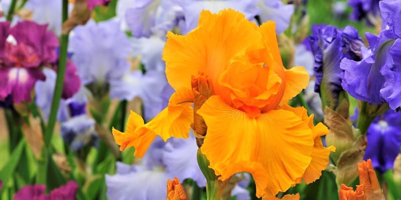 Zahradní kosatce jsou oblíbené trvalky, proslulé svou rozmanitostí a především pestrou barevností a elegancí květů. Ze všech kosatců je u nás nejoblíbenější velkokvětý kosatec bradatý či vousatý (Iris barbata). 