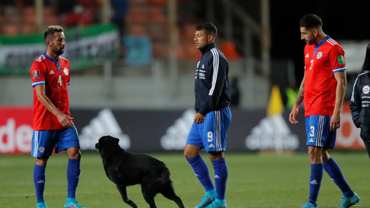 Díky televiznímu přenosu fotbalového zápasu se štěně vrátilo k majiteli. (Ilustrační foto)