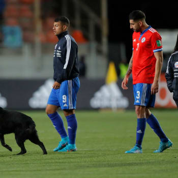 Díky fotbalovému zápasu v Chile se štěně vrátilo k majiteli. (Ilustrační fotografie)