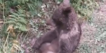Medvídě se potýkalo se silnými halucinacemi poté, co snědlo „šílený med“