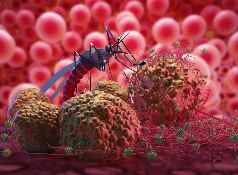 Malárie začíná v těle komára