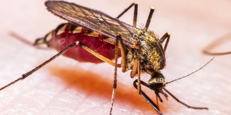 Komár je pro malárii dokonalým přenašečem