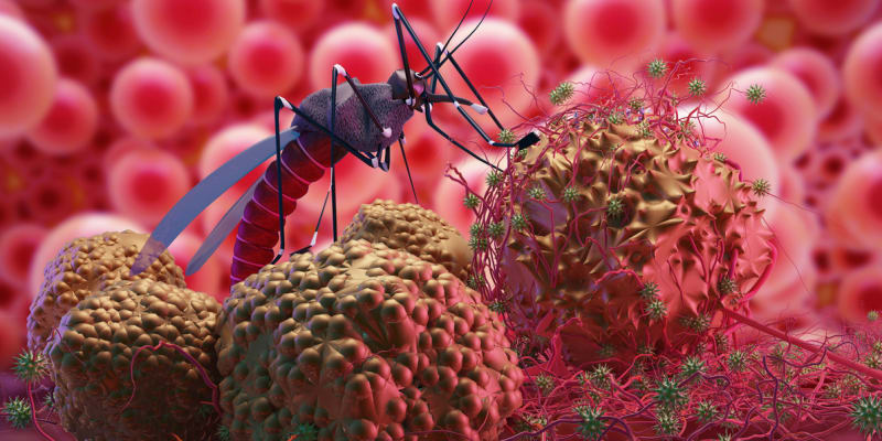 Malárie začíná v těle komára