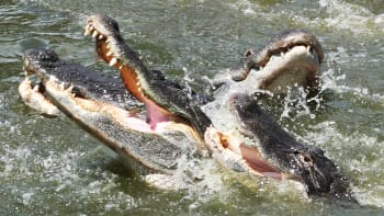Muž skočil do bazénu s deseti aligátory. Podívejte se, jak jednoho z nich riskantně chytil