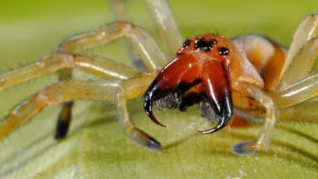 Zápřednice jedovatá umí prokousnout lidskou kůži. Koho může pavouk ohrozit?