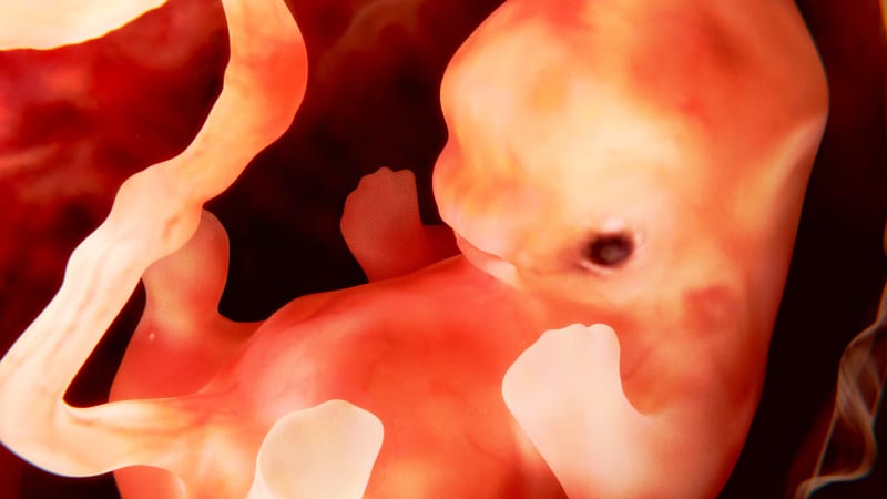 Umělá embrya jsou realitou