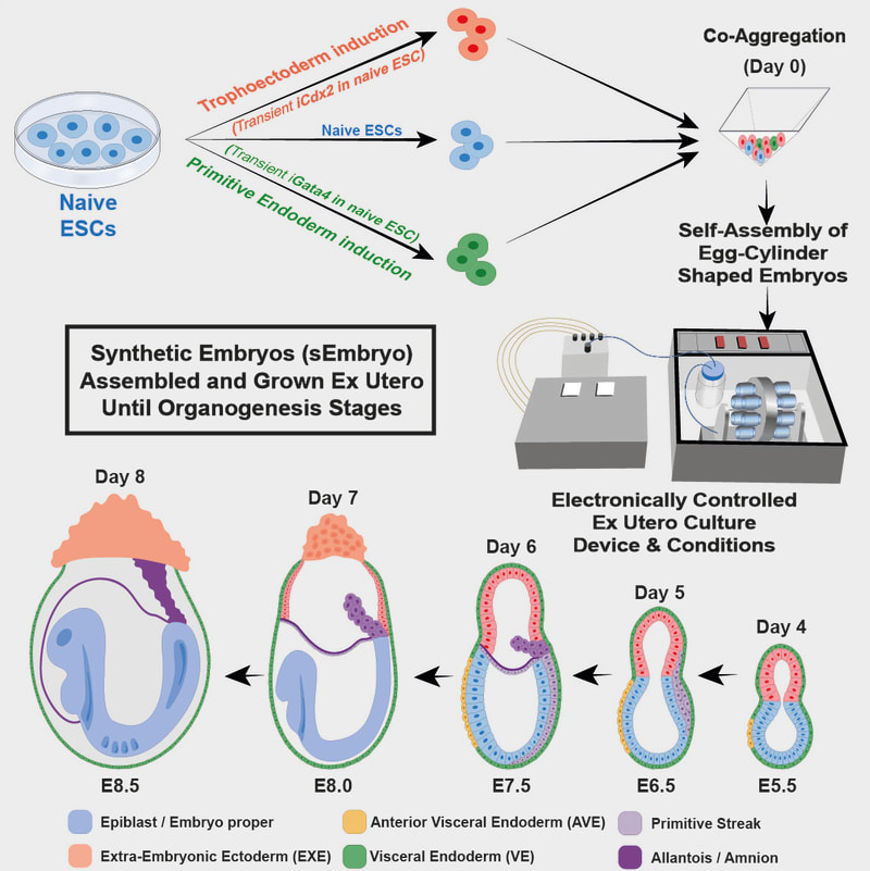 Diagram se stádii vývoje embrya