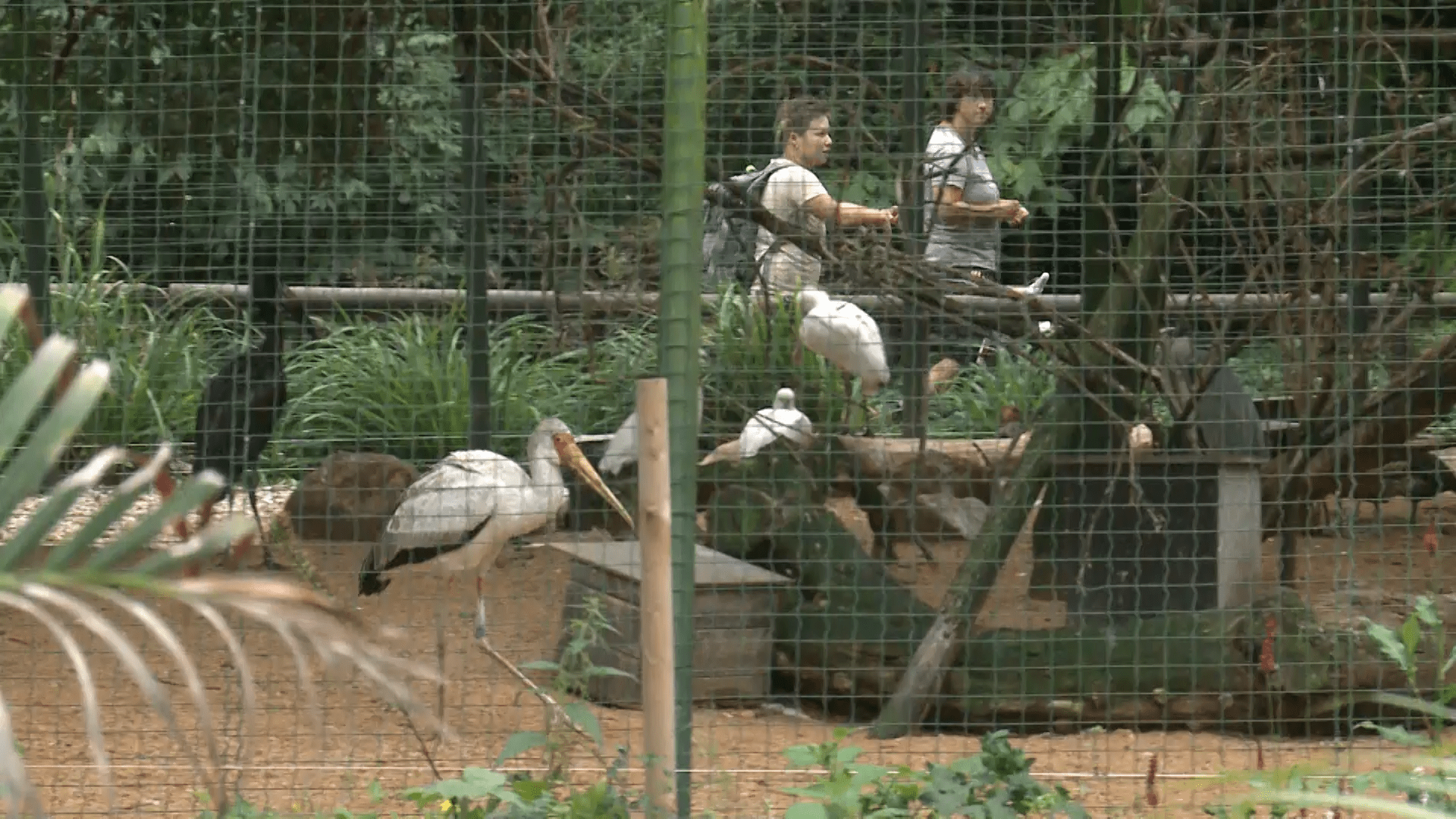 Za zoo v Plzni dá rodina přes 600 Kč. 