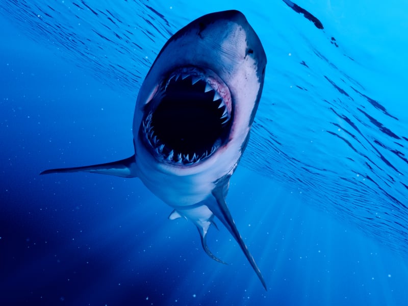 Žralok bílý s rozevřenými čelistmi 
