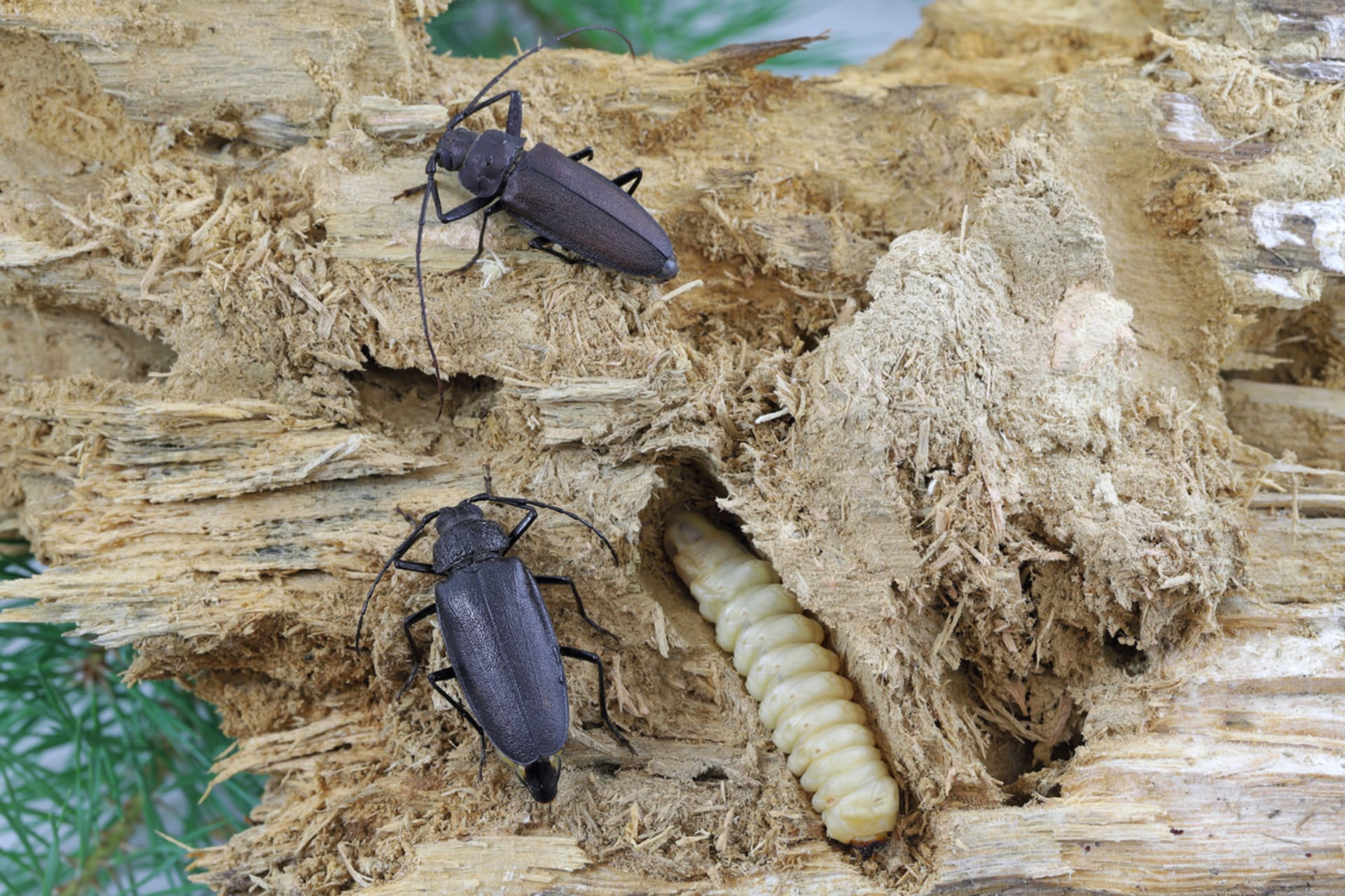 Tesařík zavalitý (Ergates faber) - sameček, samička a larva