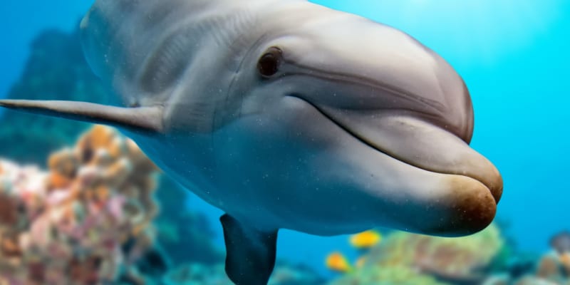 Delfíny využívá i armáda USA