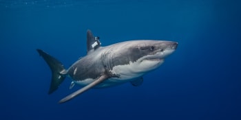 Hrůzný zážitek. Dva a půl metru dlouhý žralok vyděsil novozélandské rybáře. Skočil jim do lodi