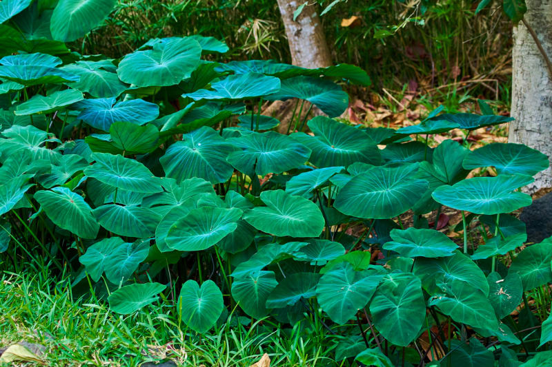 Kolokázie jedlá, taro (Colocasia esculenta)