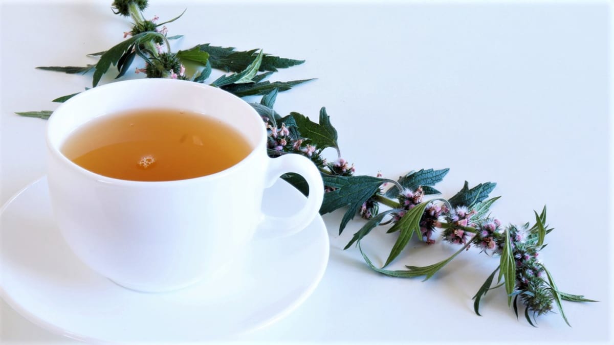 Ze sušené i čerstvé kvetoucí natě srdečníku obecného se obvykle připravuje čaj a kapky (tinktura)