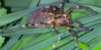 Noční můra pro arachnofobiky. Subtropický 8centimetrový pavouk se už objevil i u nás