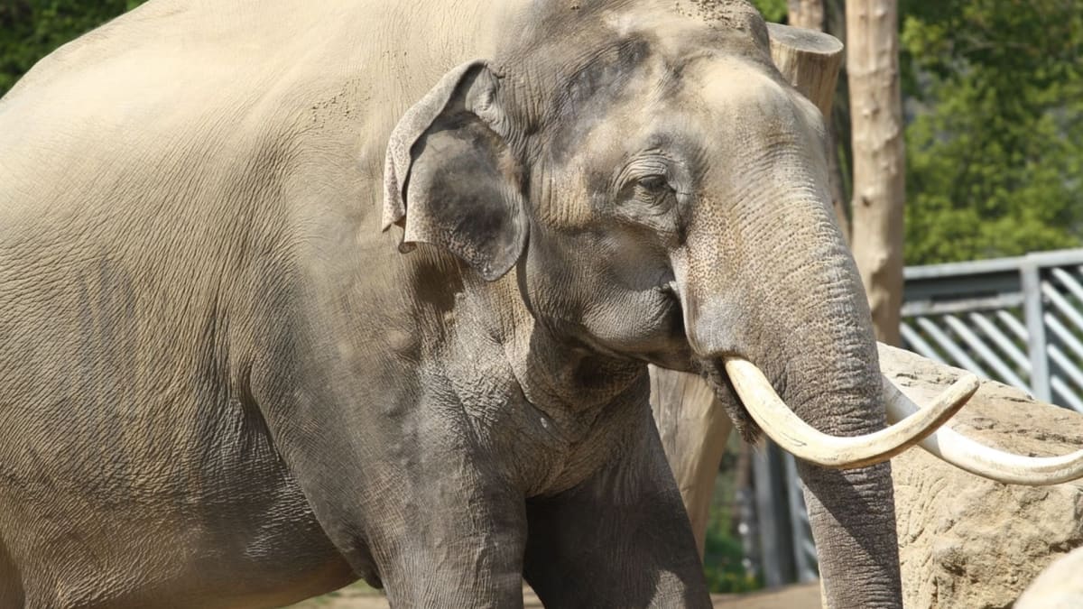 Slon v Thajsku zabil svého majitele, který ho nutil nosit dřevo. (Ilustrační foto)