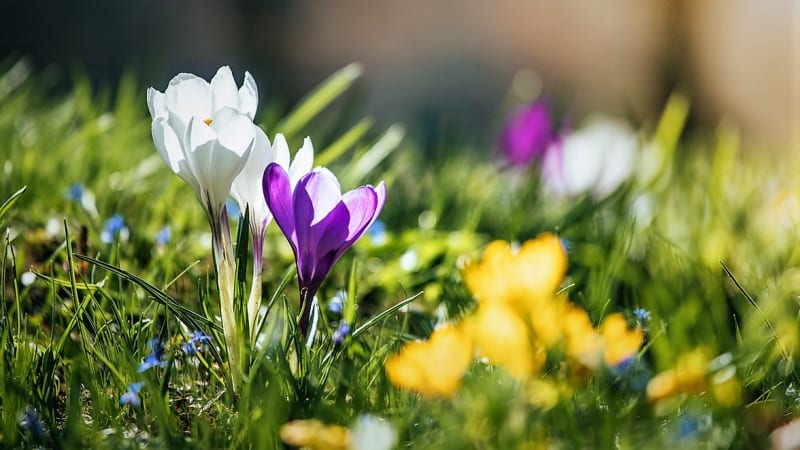 Blíží se čas, kdy vysadit krokusy, sněženky či modřence, aby brzy na jaře vykvetly