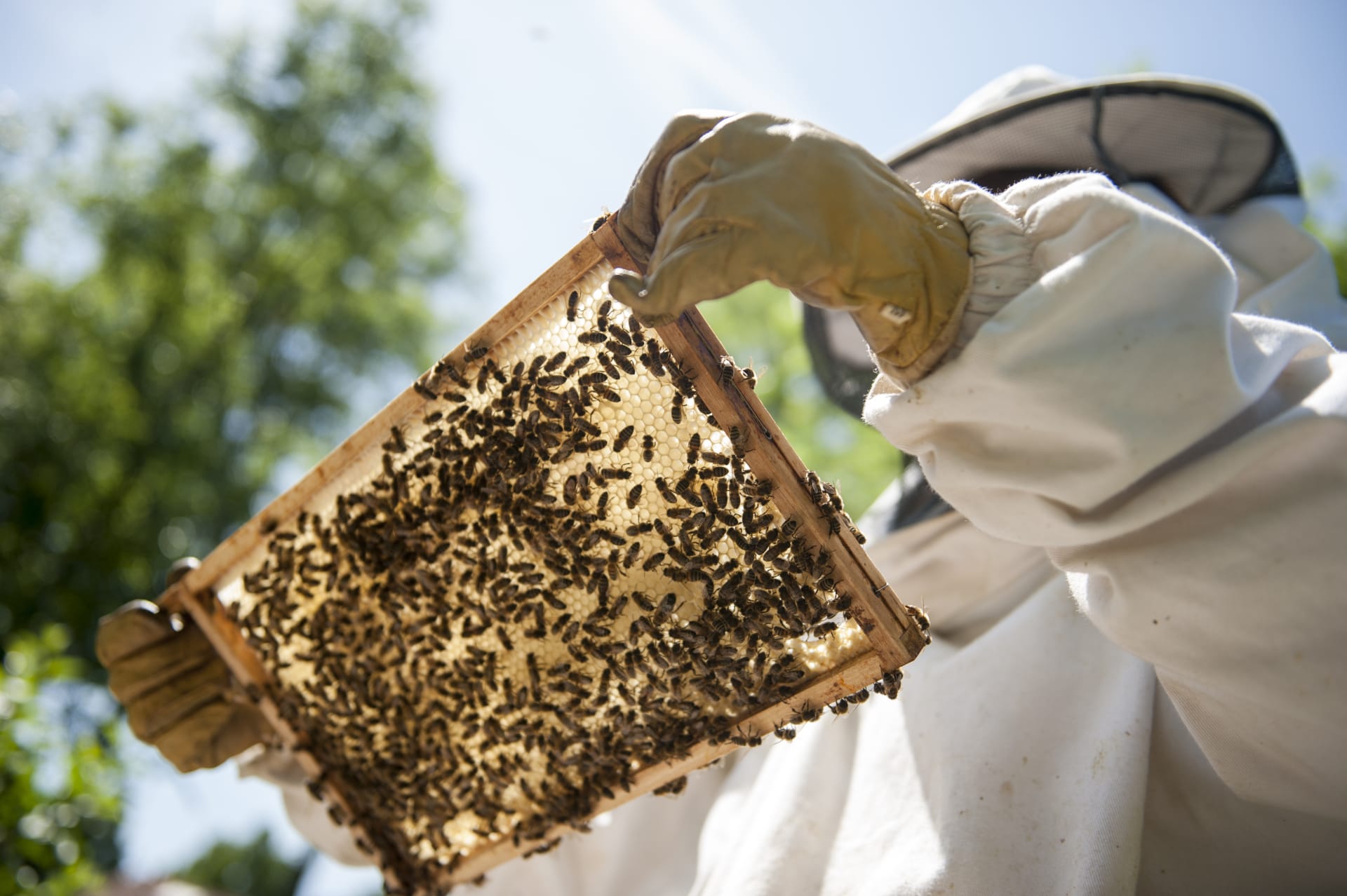 Češi jsou národ včelařů, v Evropě jsme ve včelaření na třetím místě. Čerstvé včelařské statistiky* říkají, že v únoru 2023 u nás 716 144 včelstev chovalo 65 431 včelařů. 