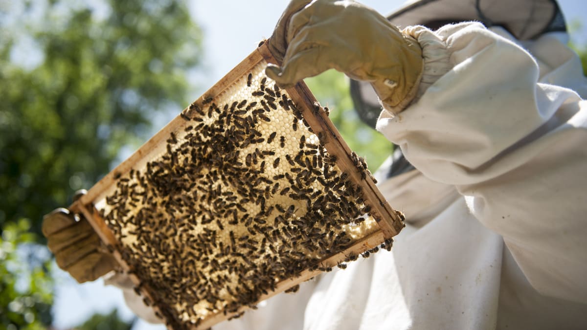 Česko je stát včelařů
