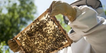CNN: Motýli, včely i netopýři jsou v ohrožení. Bez nich by zmizela jablka, dýně i tequila