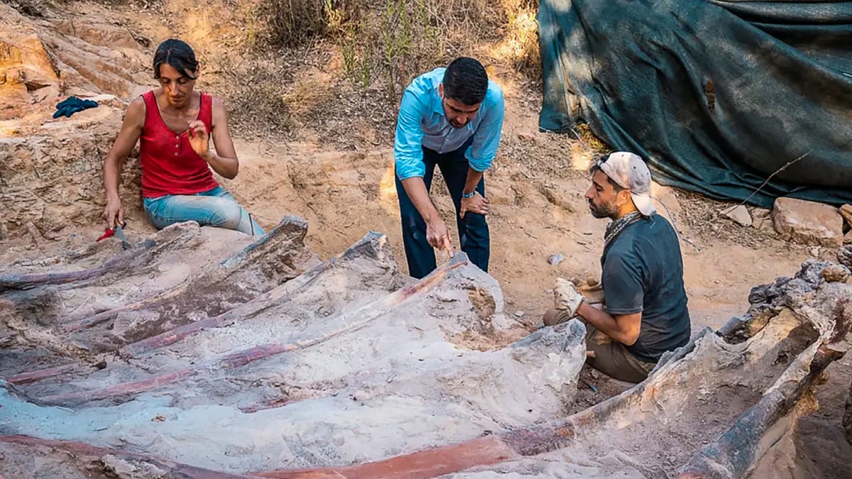 Žebra brachiosaura nalezená v Portugalsku.