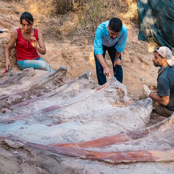 Žebra brachiosaura nalezená v Portugalsku (2022)
