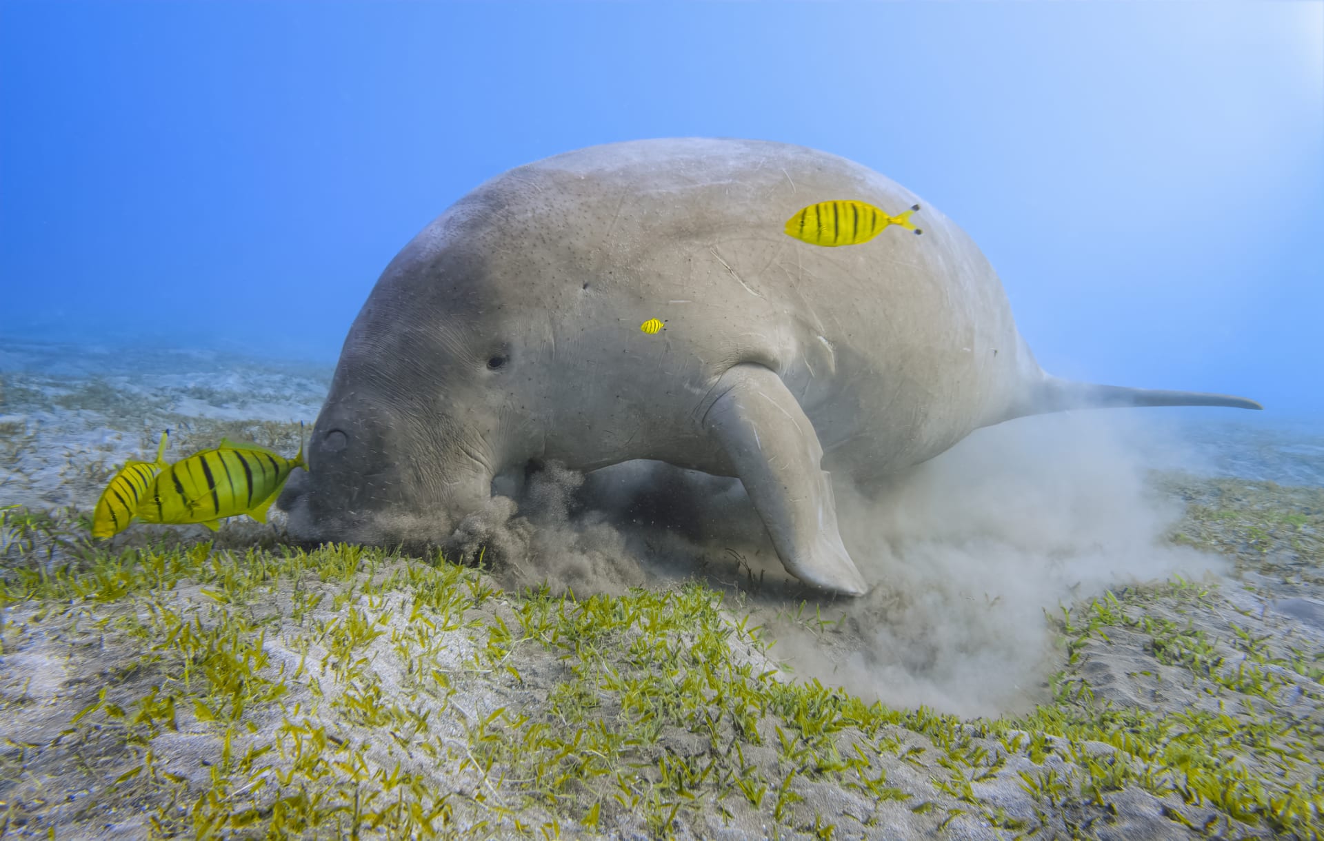 Dugong na pastvě