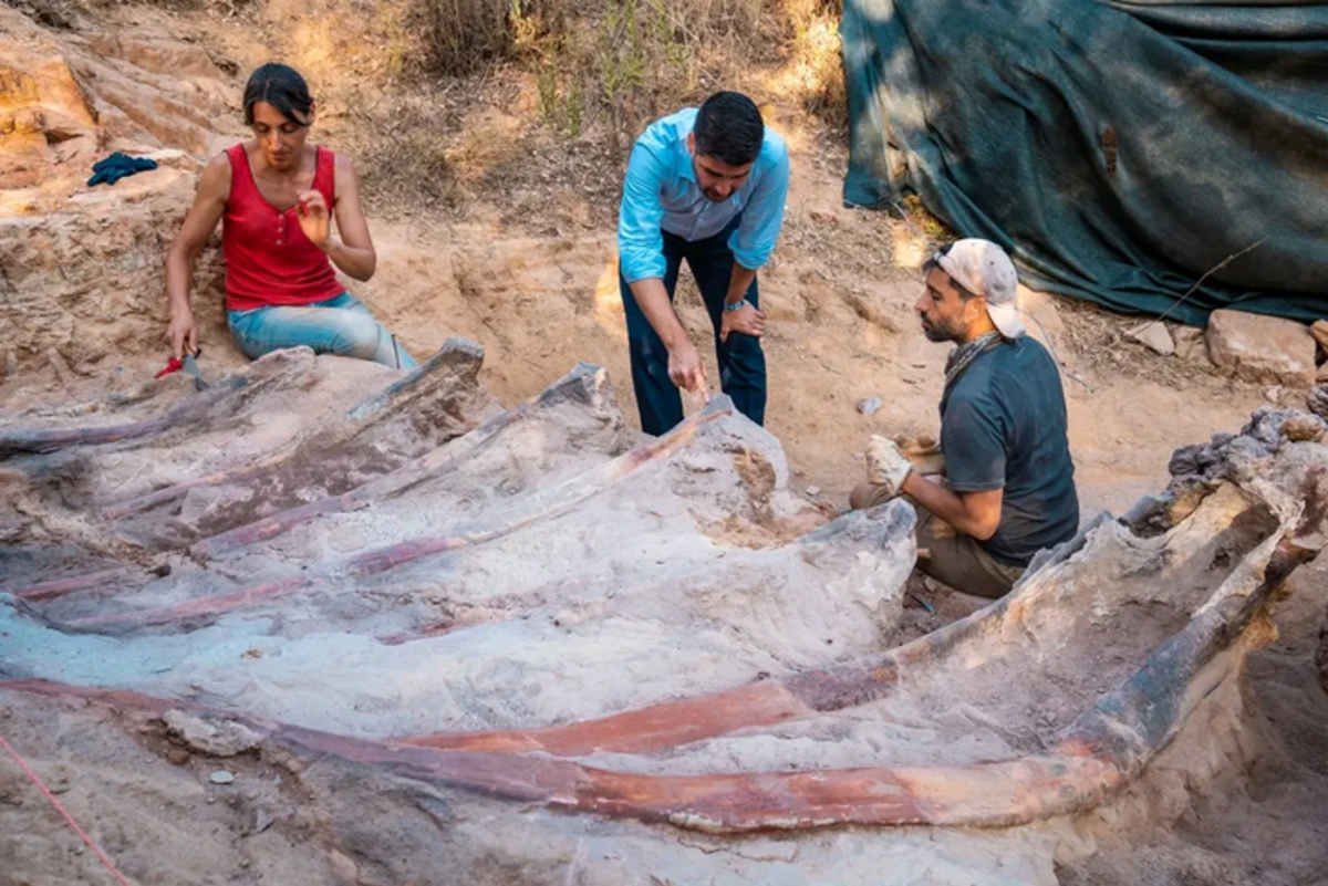 Odkrývání dinosauří kostry