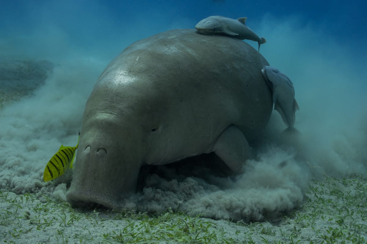 Dugong miluje mořskou trávu