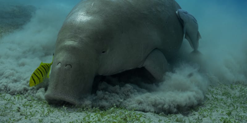 Dugong miluje mořskou trávu