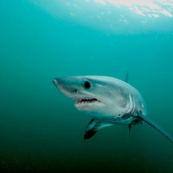 Žralok porybný není pro člověka životu nebezpečný. 