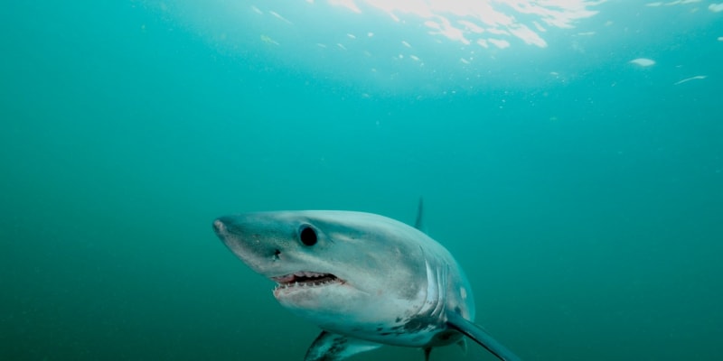 Žralok porybný není pro člověka životu nebezpečný. 