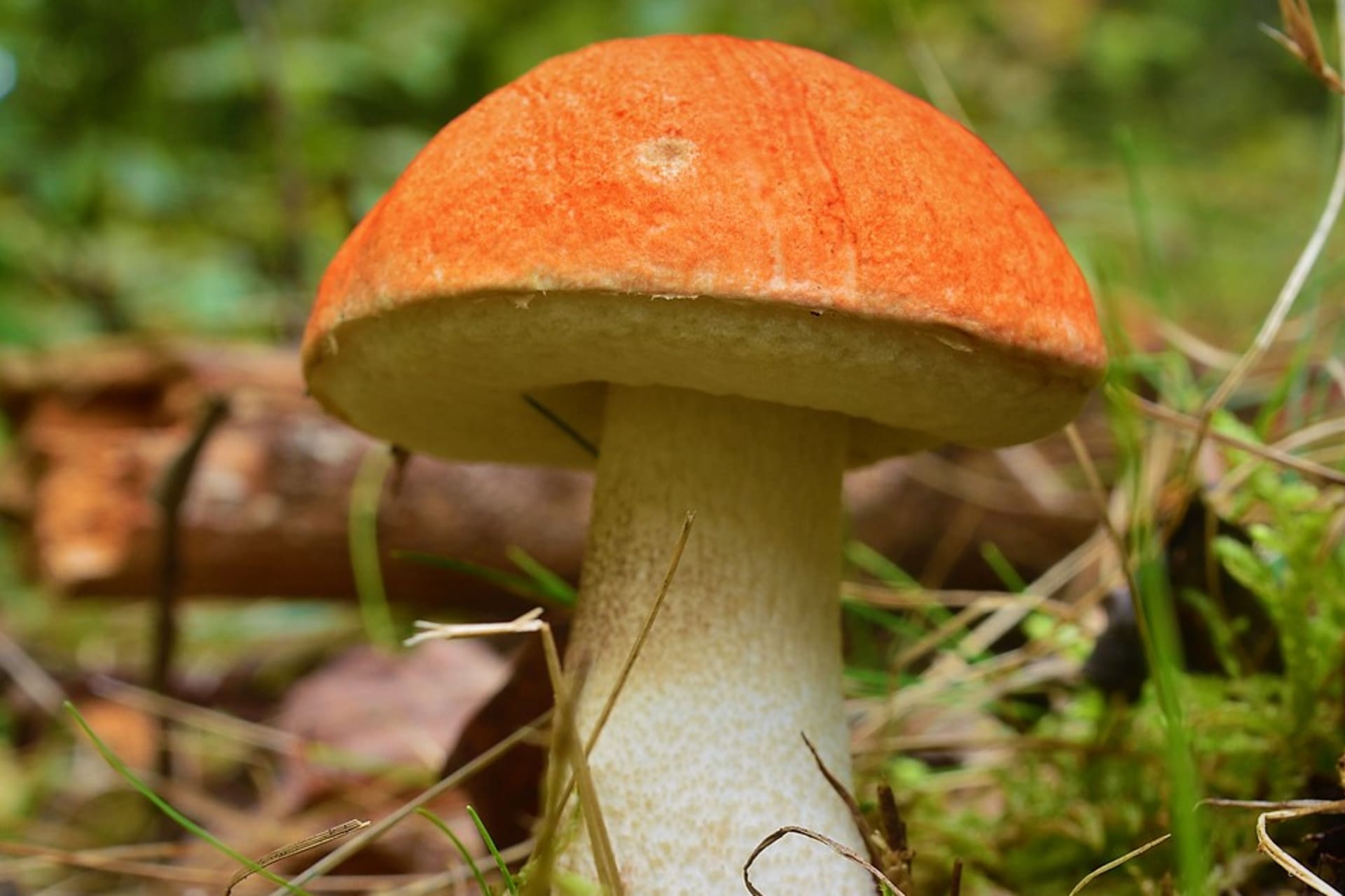 Křemenáč smrkový (Leccinum piceinum) patří mezi ohrožené druhy hub, je zařazený v červeném seznamu hub ČR. Roste od konce června do začátku listopadu.