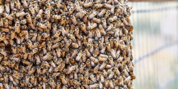 Hmyz v žaludku a 20 tisíc žihadel. Muž vydráždil včely zabijáky a skončil v kómatu