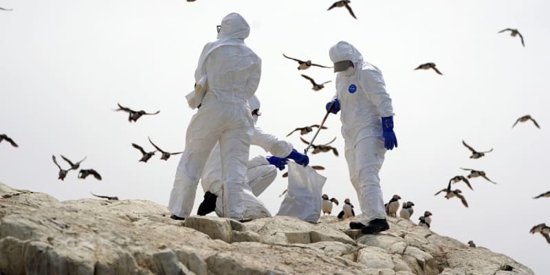 Ptačí chřipka, která zabíjela ptáky, v minulosti trápila i Británii.