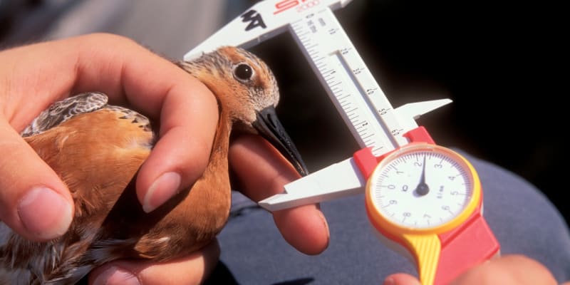 Měření ptactva