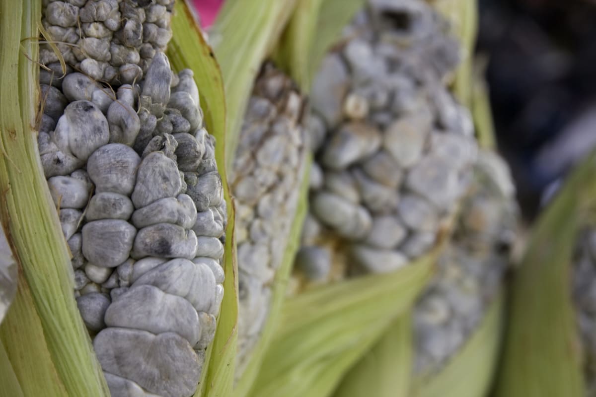 Huitlachoce je kukuřice napadená parazitem