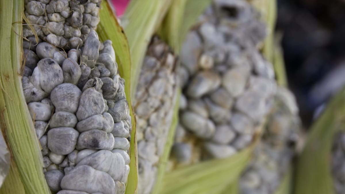 Kukuřice s parazity je vrchol mexické gastronomie 2