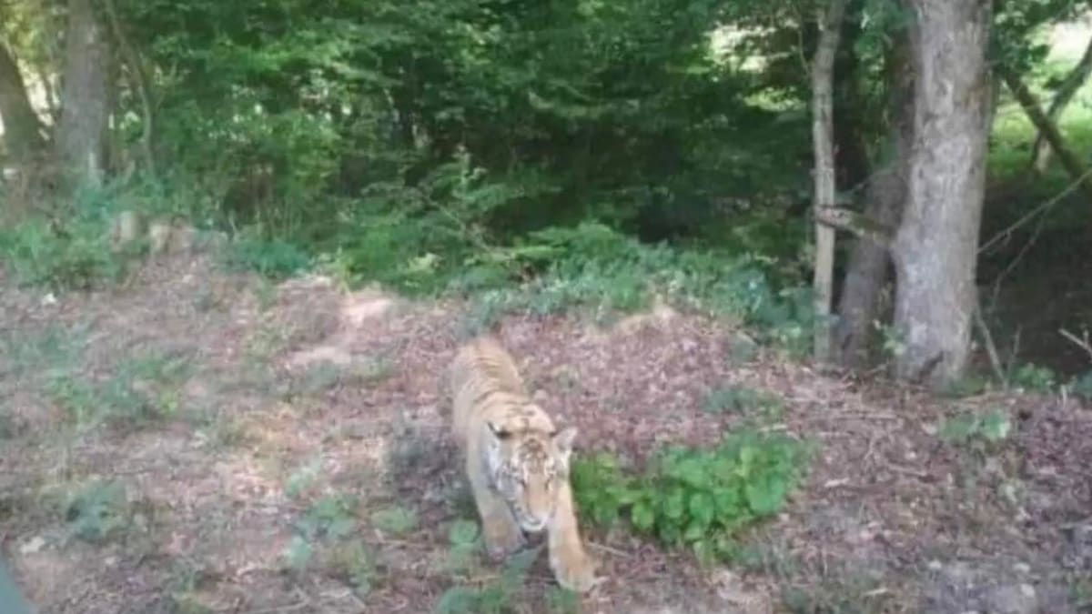 U vesnice na východě Slovenska se pohybuje tygr, šelma utekla z ukrajinské zoo.