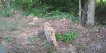 Pozor na tygra, varuje obyvatele obec na východě Slovenska. Šelma utekla z ukrajinské zoo