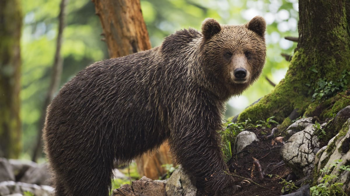 Na Blanensku lidé spatřili medvěda. (Ilustrační foto)