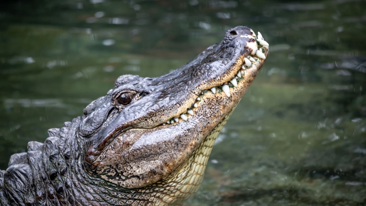 Muže v Mexiku zabil krokodýl. (Ilustrační foto)