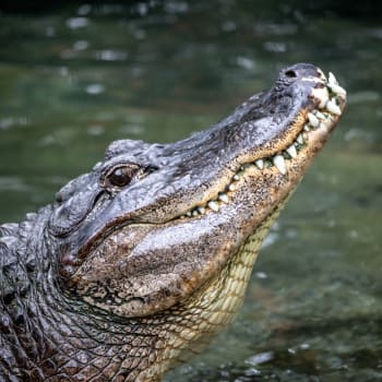Muže v Mexiku zabil krokodýl.