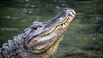 Muž přežil ošklivý útok krokodýla. Pak překvapil „českým“ řešením, internet mu tleská