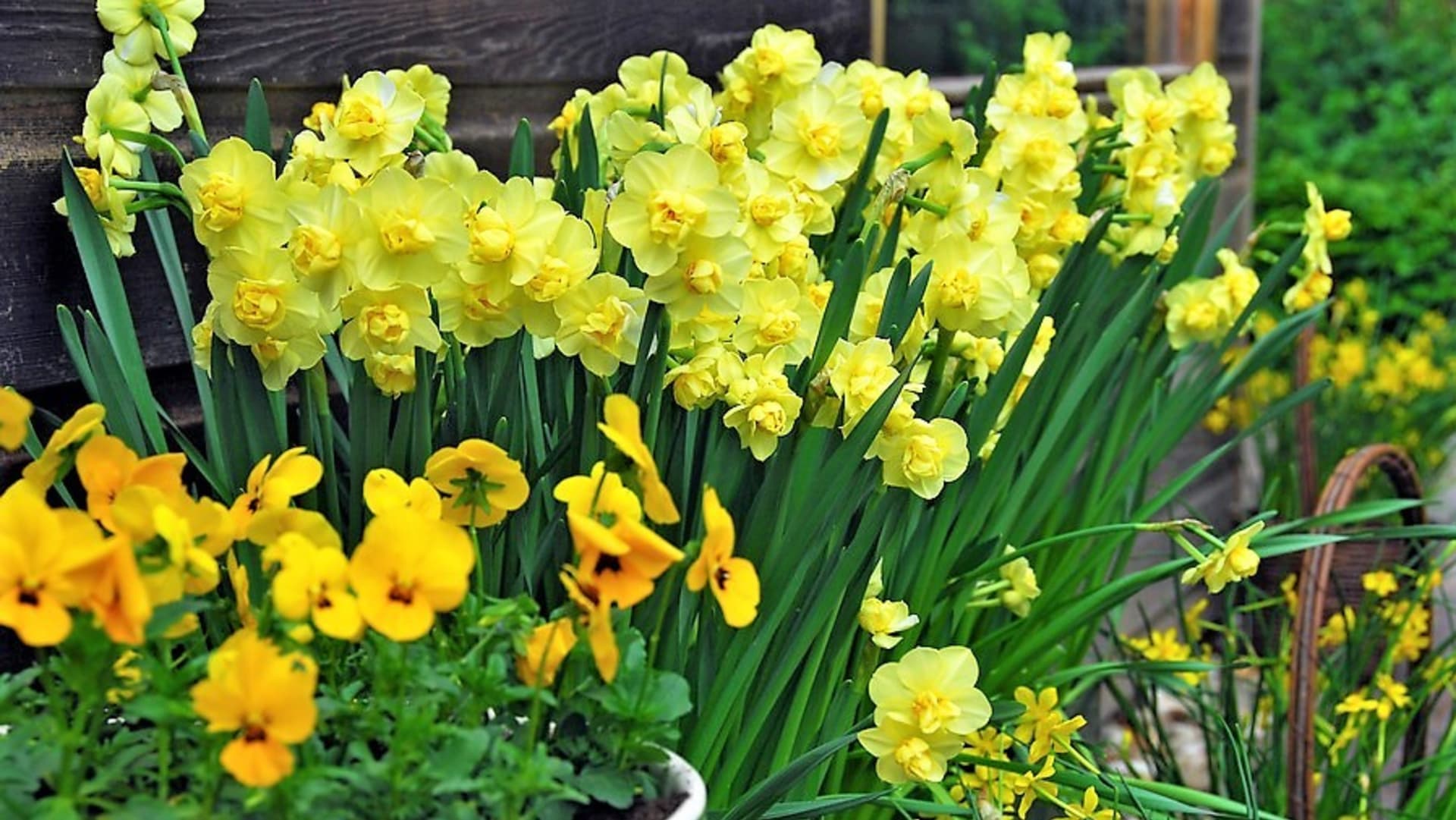 Kultivar Yellow Cheerfulness: sladce vonící klutivar, který září žlutými květy, které jsou ve středu lemované oranžově,  kvete od března do dubna a dorůstá do výšky 40 cm, vhodný k rychlení.