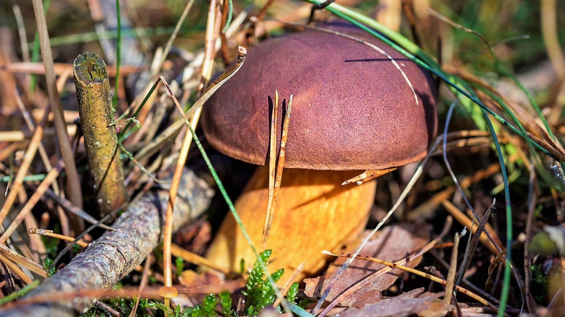 Hřib hnědý je nejznámější česká jedlá houba. Kde a kdy ho hledat