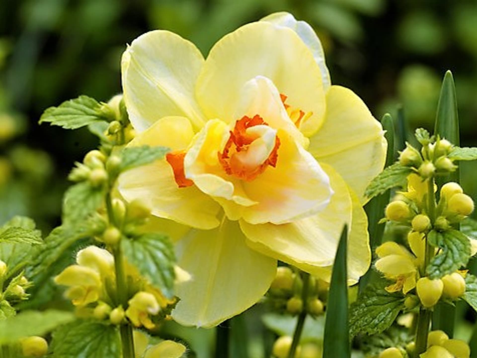 Kultivar Tahiti:: atraktivní květ má sytě žluté okvětí se zlatě žlutou a rumělkově červenou, lehce načechranou pakorunku, příjemně voní, ideální k řezu, dorůstá do výšky až 50 cm.