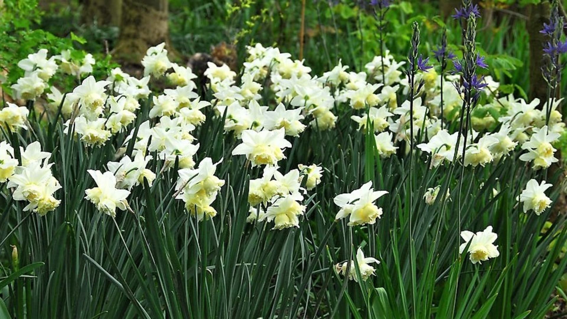 Narcisy (Narcissus) jsou na pěstování nenáročné a na jednom stanovišti je můžeme nechat více let Cibule vysazujeme na slunné až polostinné, dobře chráněné stanoviště. Větrné nebo vlhké počasí může způsobit zlomení stonků.