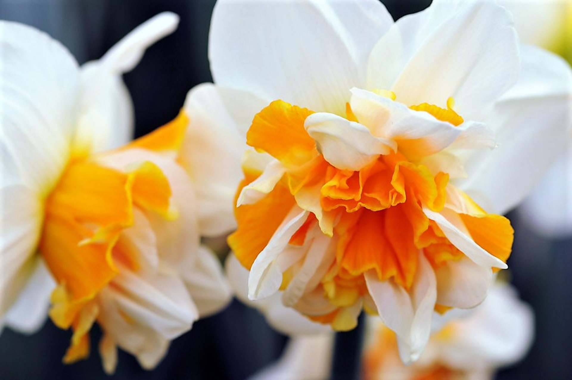Atraktivní plnokvěté nebo taky dvojité narcisy: Nadýchané květy mají oproti běžným narcisům buď plnou trubku či korunku, nebo zmnožené okvětní plátky, které jsou rozčleněny pakorunkou – a nebo taky obojí. Na snímku kultivar  Peach Swirl.